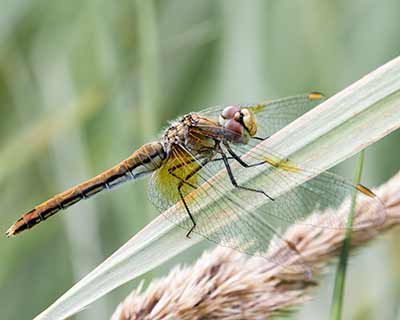 Yellow-winged Darter