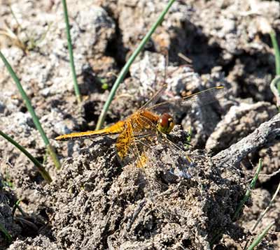 Yellow-winged Darter