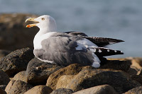 Yellow-footed Gull