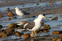 Yellow-footed Gull