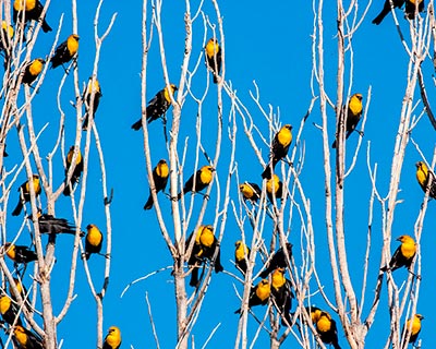 Yellow-headed Blackbird