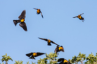 Yellow-headed Blackbird