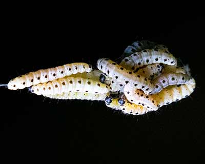 Yponomeuta sp.