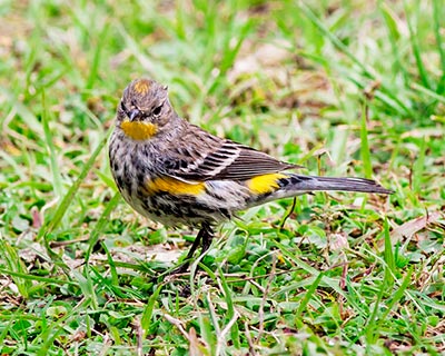 Yellow-rumped Warbler
