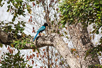 Yucatan Jay