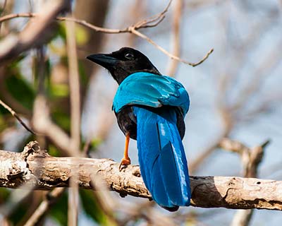 Yucatan Jay