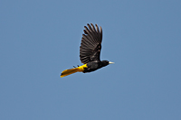 Yellow-winged Cacique