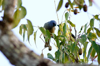 Yellow-winged Tanager