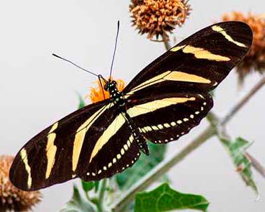 Zebra Longwing
