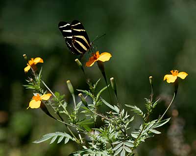 Zebra Longwing