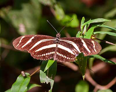 Zebra Longwing