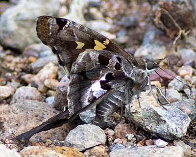 Zilpa Longtail