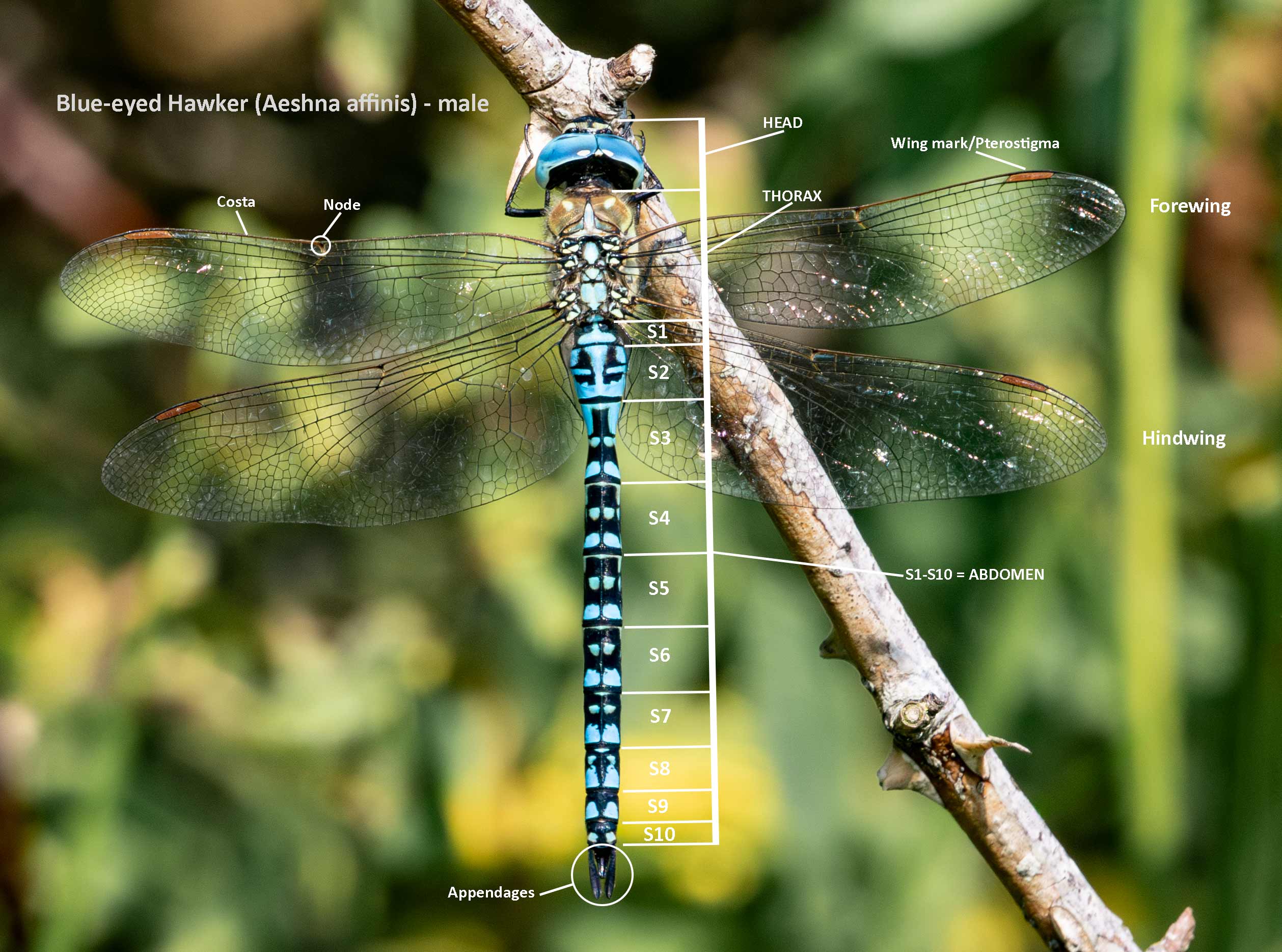 anatomy-hawker-male-general