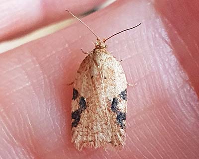 Acleris notana