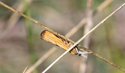 Agriphila straminella