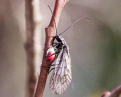 Alderfly