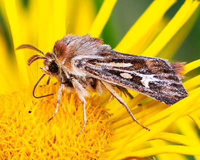 Antler Moth