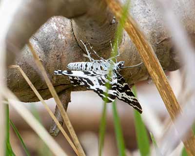 Argent and Sable Moth