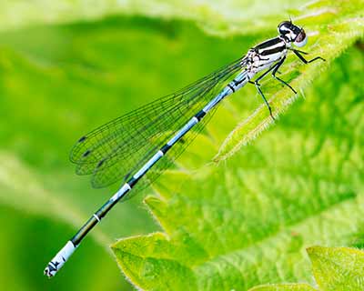 Azure Bluet