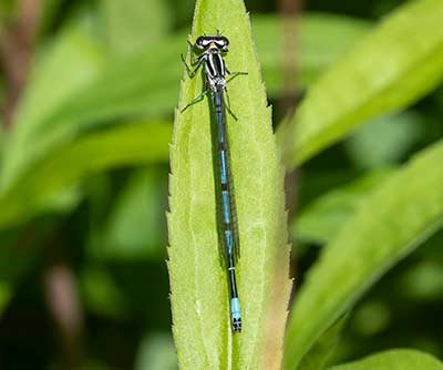 Azure Bluet