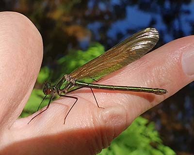 Banded Demoiselle