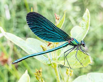 Beautiful Demoiselle