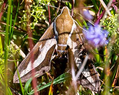 Bedstraw Hawk-Moth