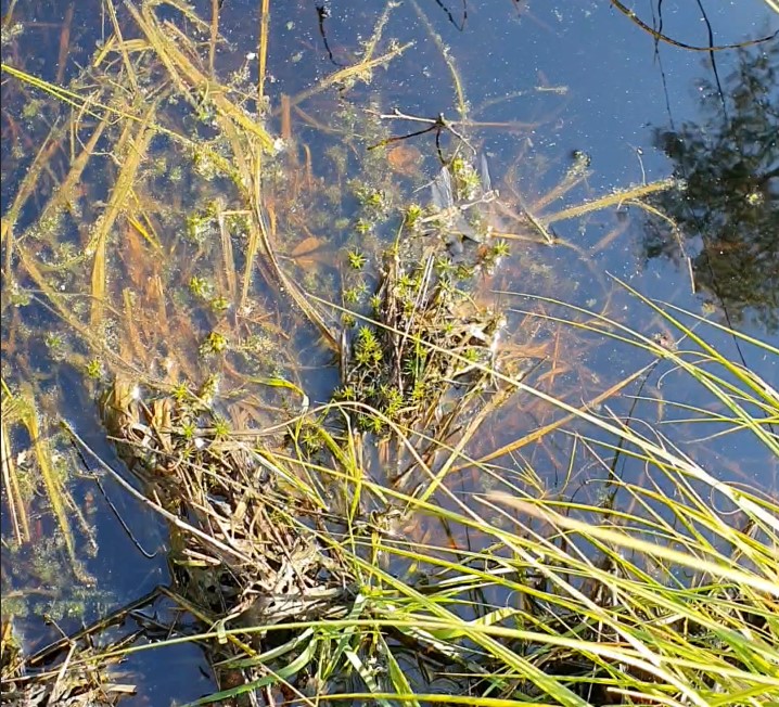 Black Darter