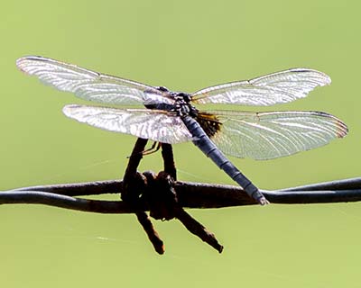 Black-winged Dragonlet