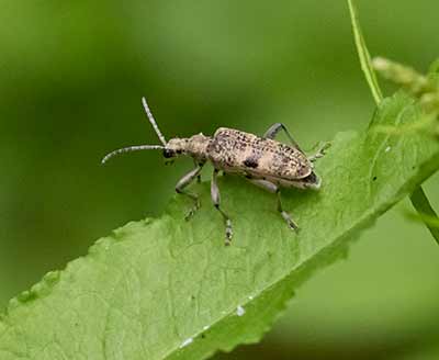 Black-spotted Longhorn Beetle