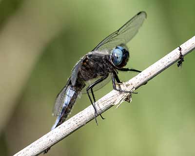 Blue Chaser