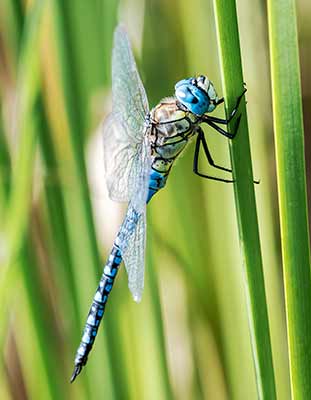 Blue-eyed Hawker