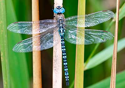 Blue-eyed Hawker