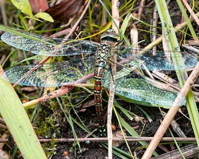 Blue-eyed Hawker