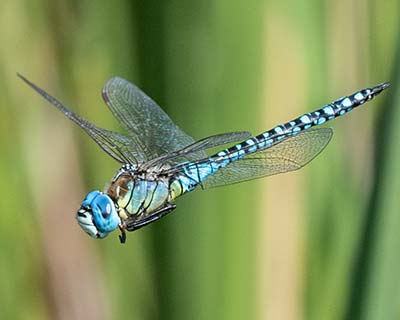 Blue-eyed Hawker