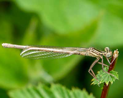 Blue Featherleg