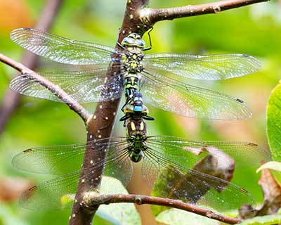 Blue Hawker