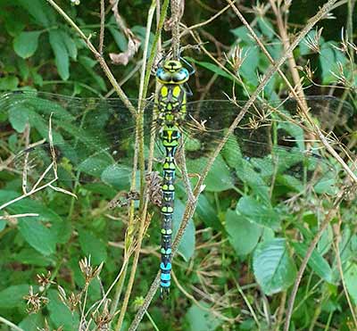 Blue Hawker