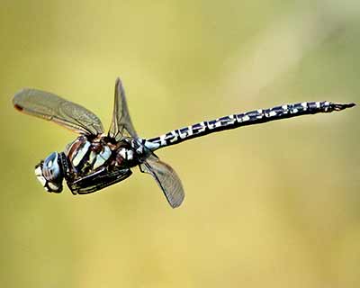 Bog Hawker