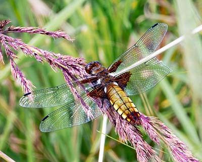 Broad-bodied Chaser