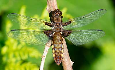 Broad-bodied Chaser