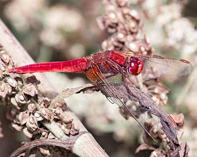 Broad Scarlet