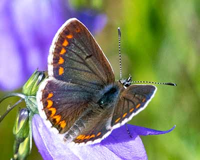 Brown Argus