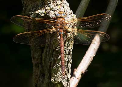 Brown Hawker