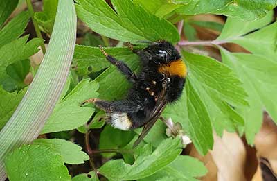 Vestal Cuckoo Bumblebee