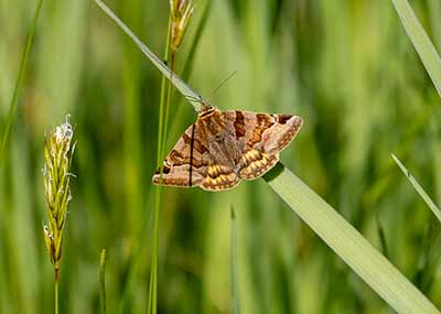 Burnet Companion Moth