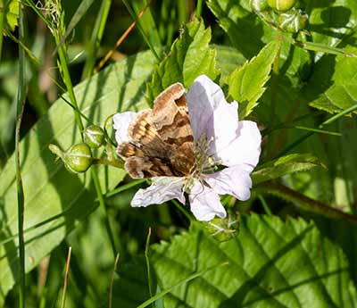 Burnet Companion Moth
