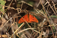 Gulf Fritillary