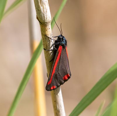 Cinnabar Moth (Tyria jacobaeae) [Himmelev Grusgrav (sjælland), Denmark]