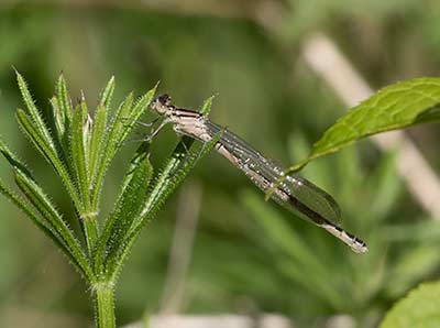 Common Bluet